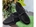 Chuches Zapato Abotinado Flecos Negro - Imagen 1