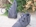 Plush Baby Boot Chuches Gray - Image 2